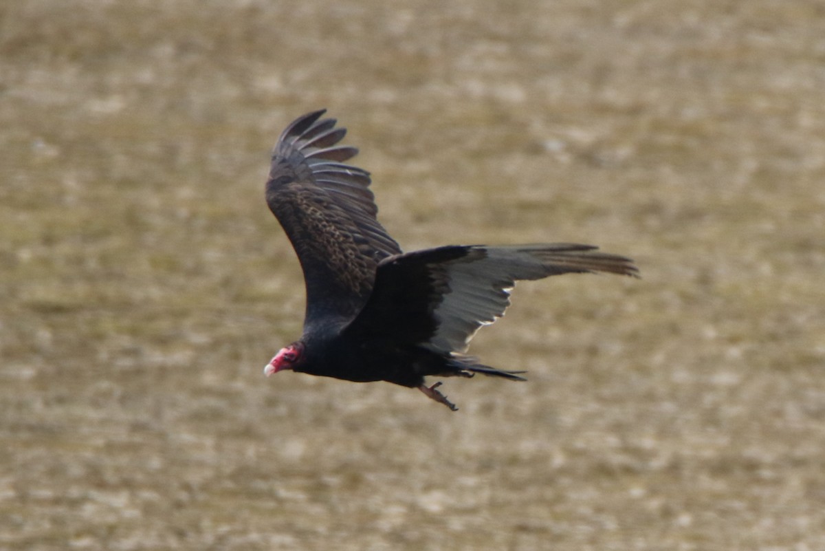 Turkey Vulture - ML618397387