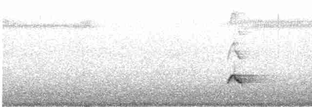 Perlaugen-Spottdrossel - ML618397392