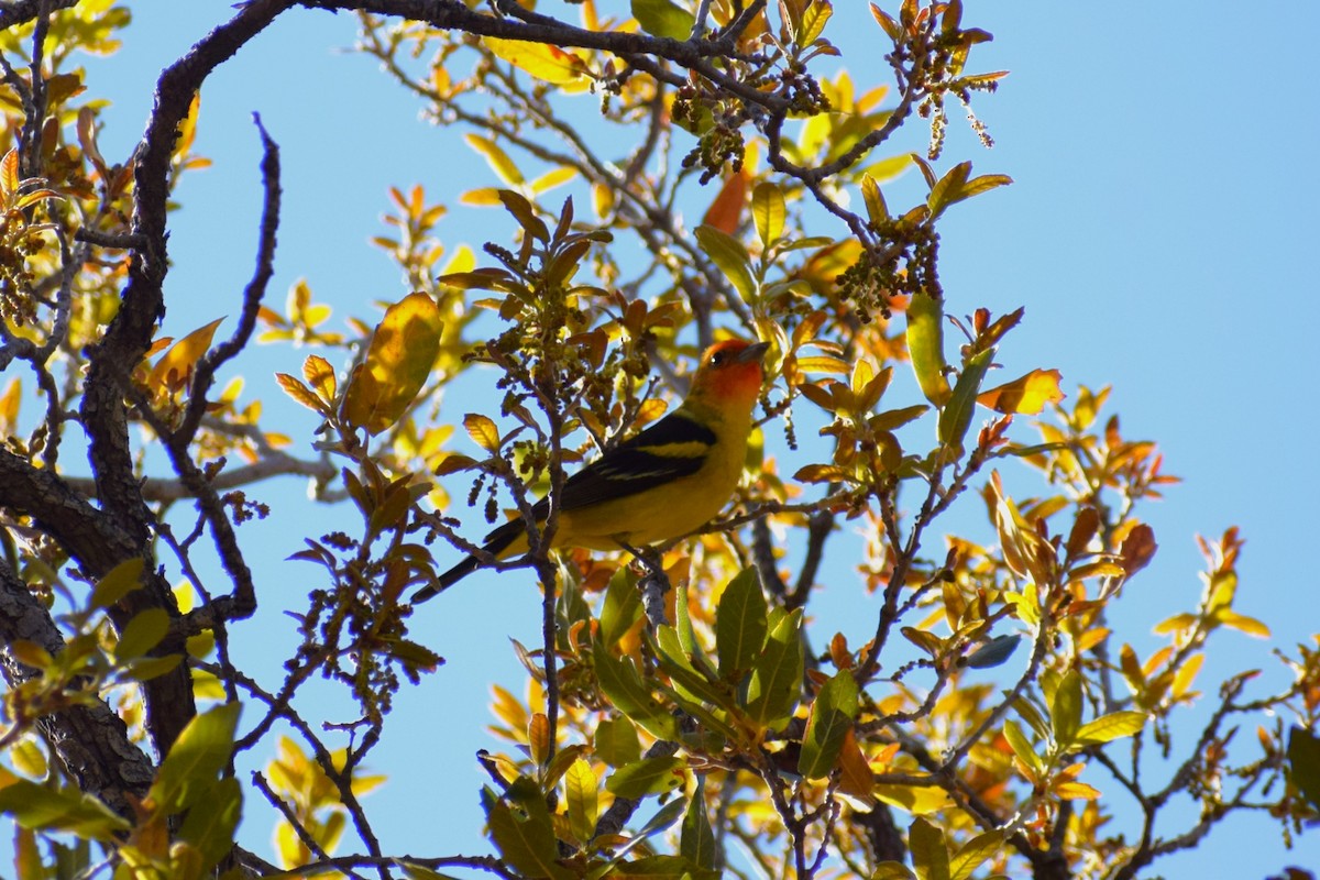 Western Tanager - ML618397410