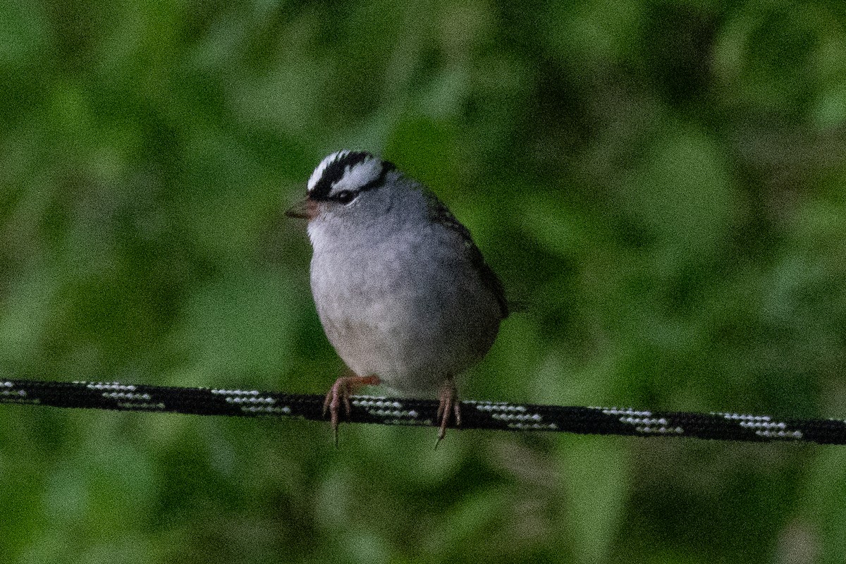 White-crowned Sparrow - ML618397422