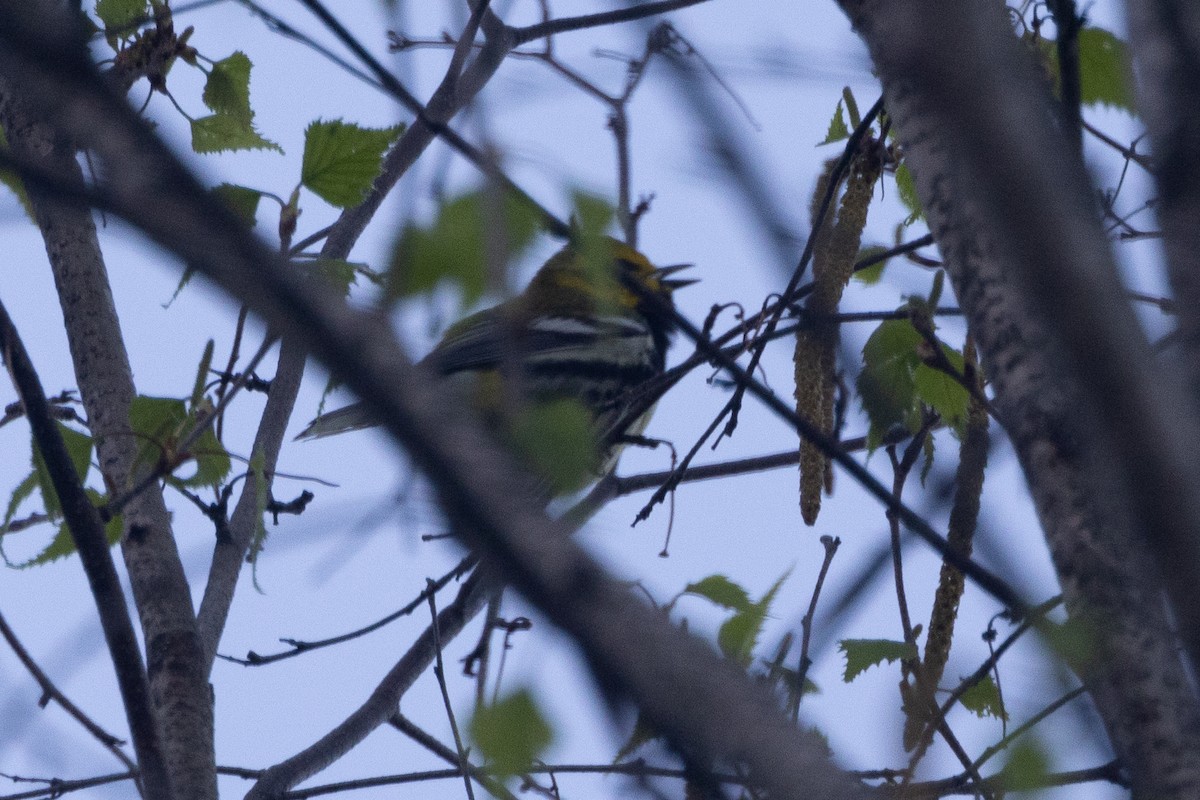 Black-throated Green Warbler - Aaron Sun