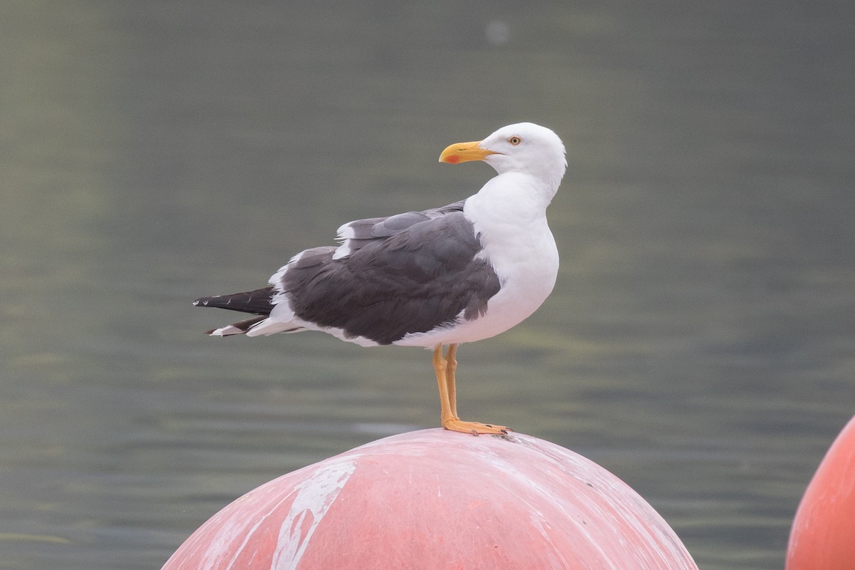 Yellow-footed Gull - ML618397498