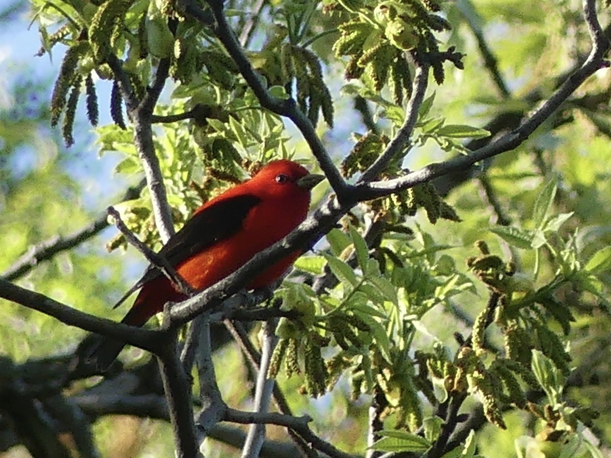 Scarlet Tanager - ML618397501
