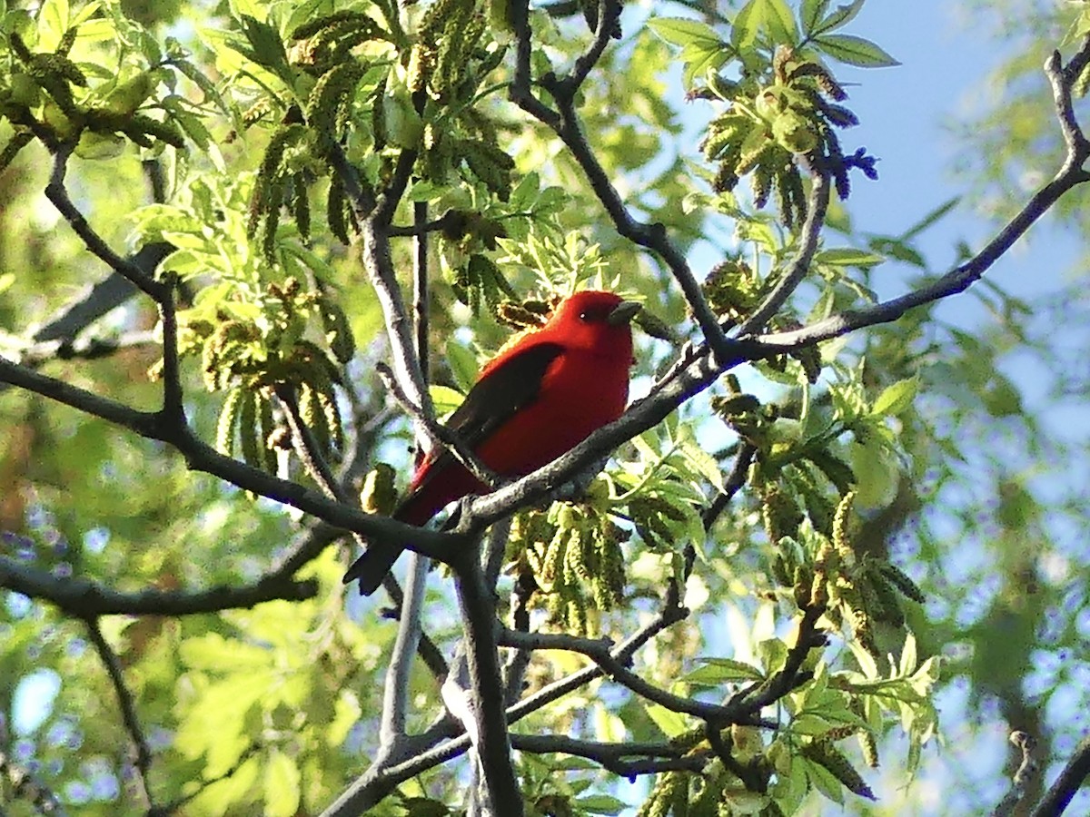 Scarlet Tanager - ML618397502