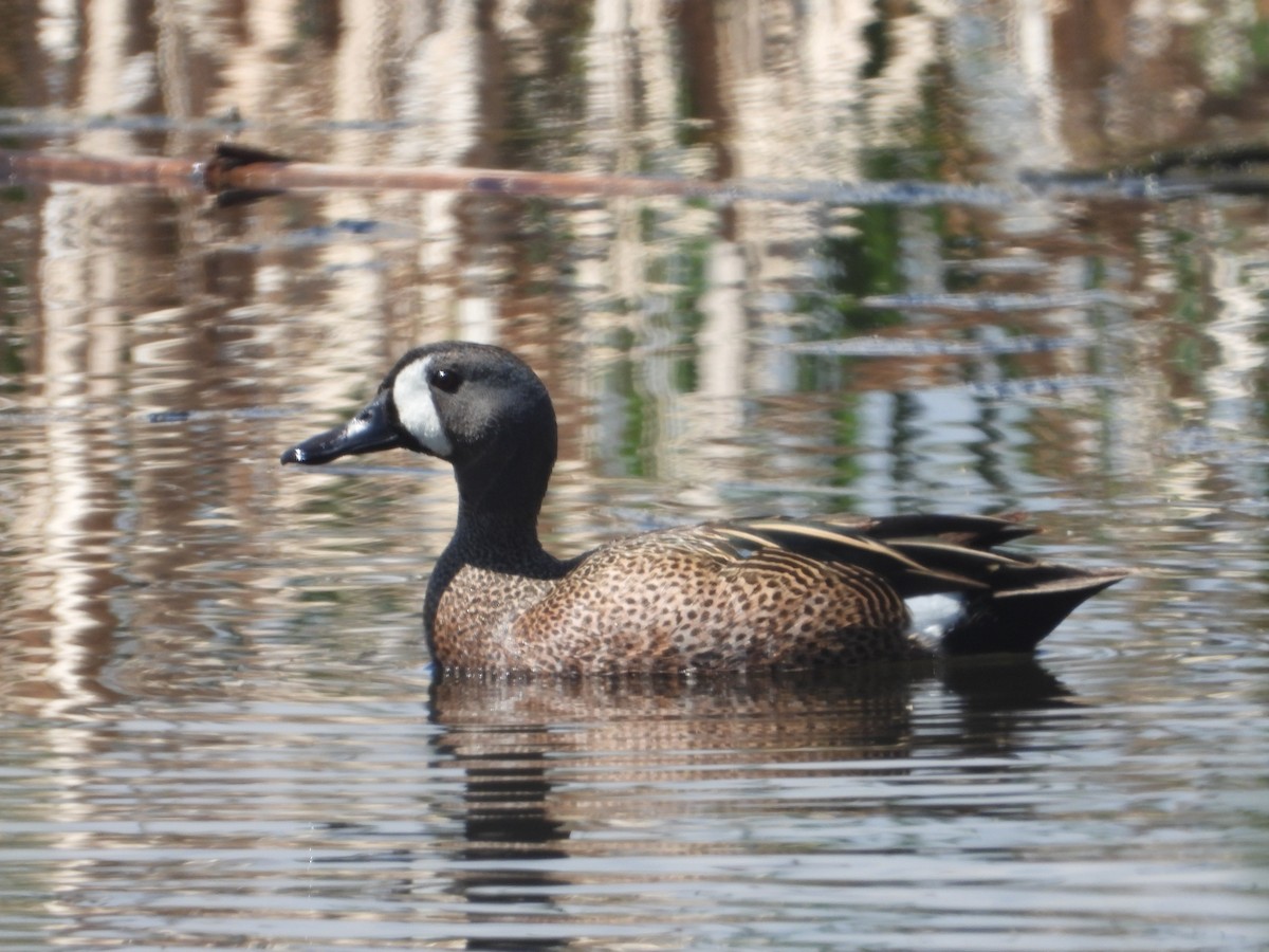 Blue-winged Teal - ML618397517