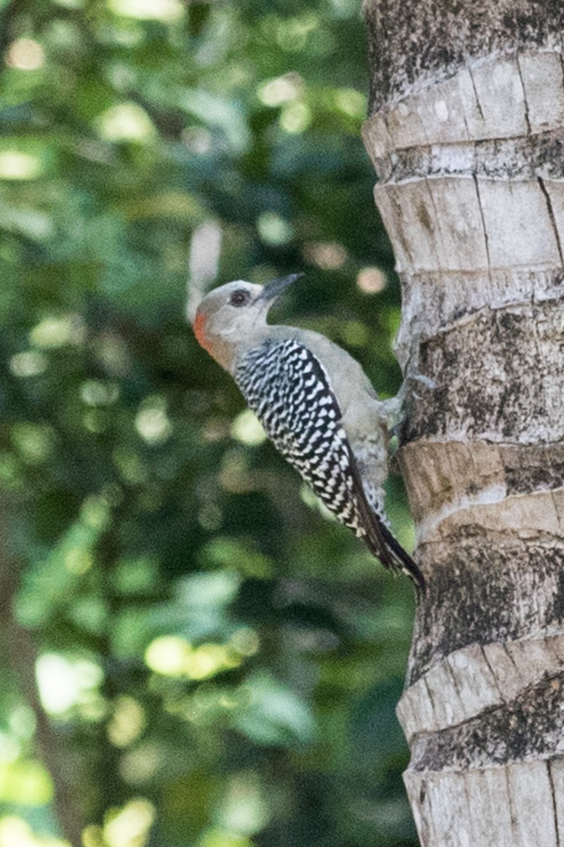 Red-crowned Woodpecker - ML618397520