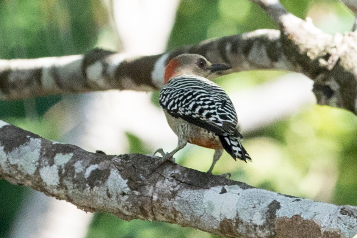 Red-crowned Woodpecker - ML618397521