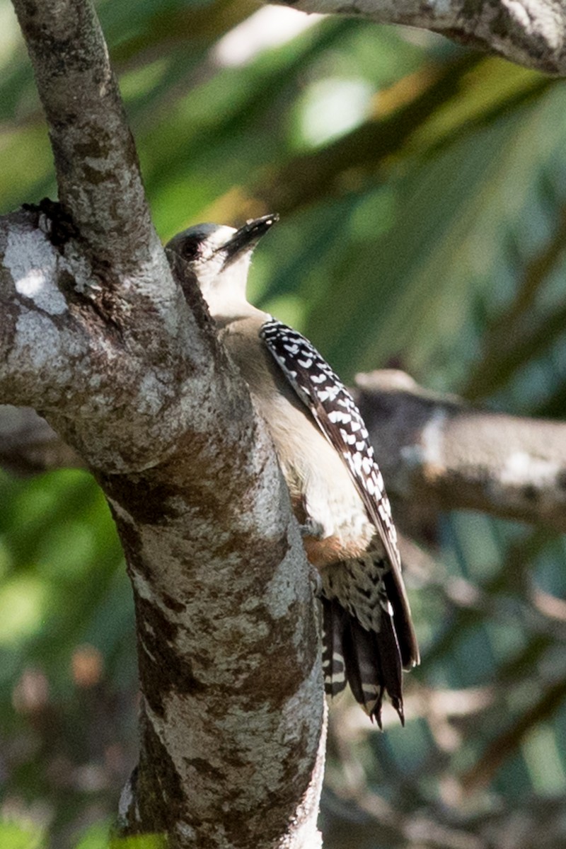 Red-crowned Woodpecker - ML618397522