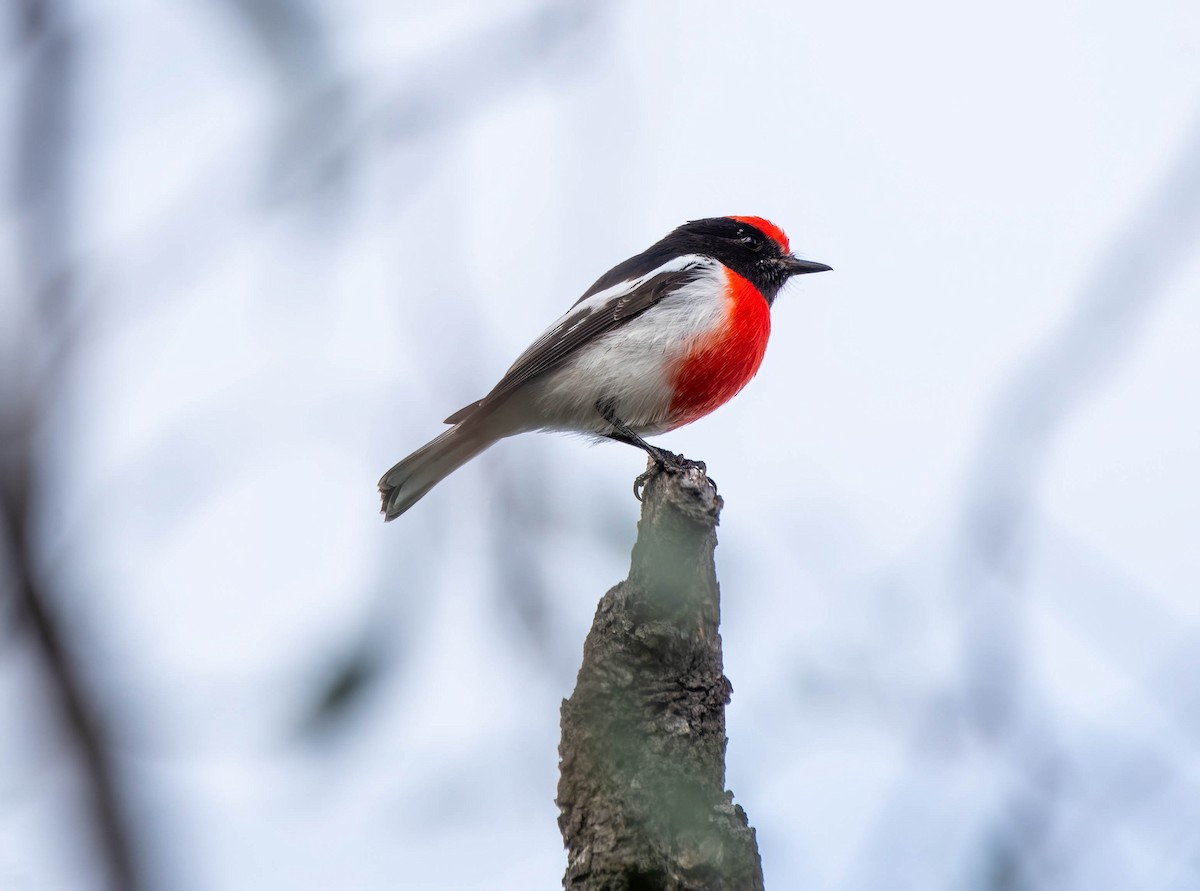 Red-capped Robin - ML618397524
