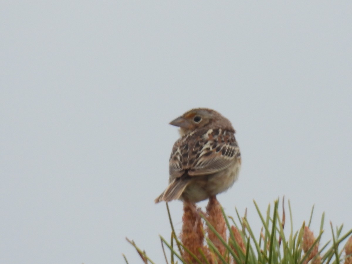 Grasshopper Sparrow - ML618397541