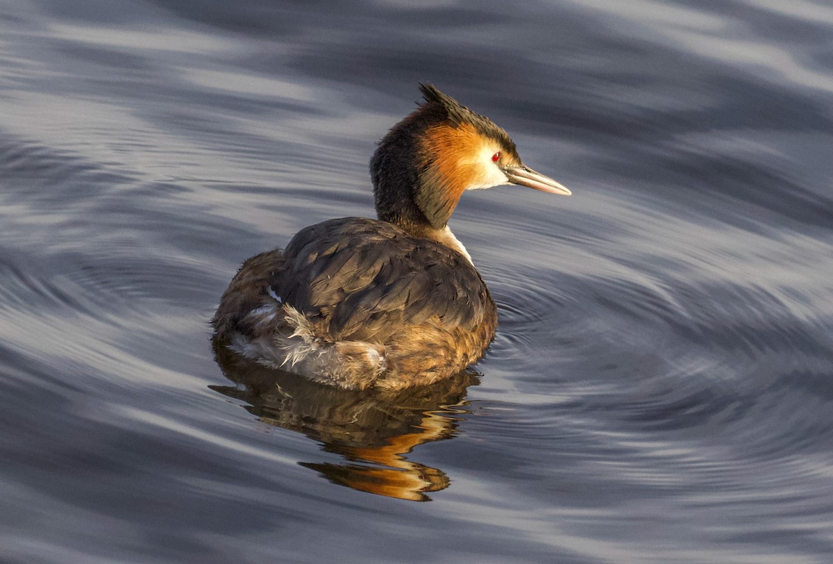 Great Crested Grebe - ML618397589