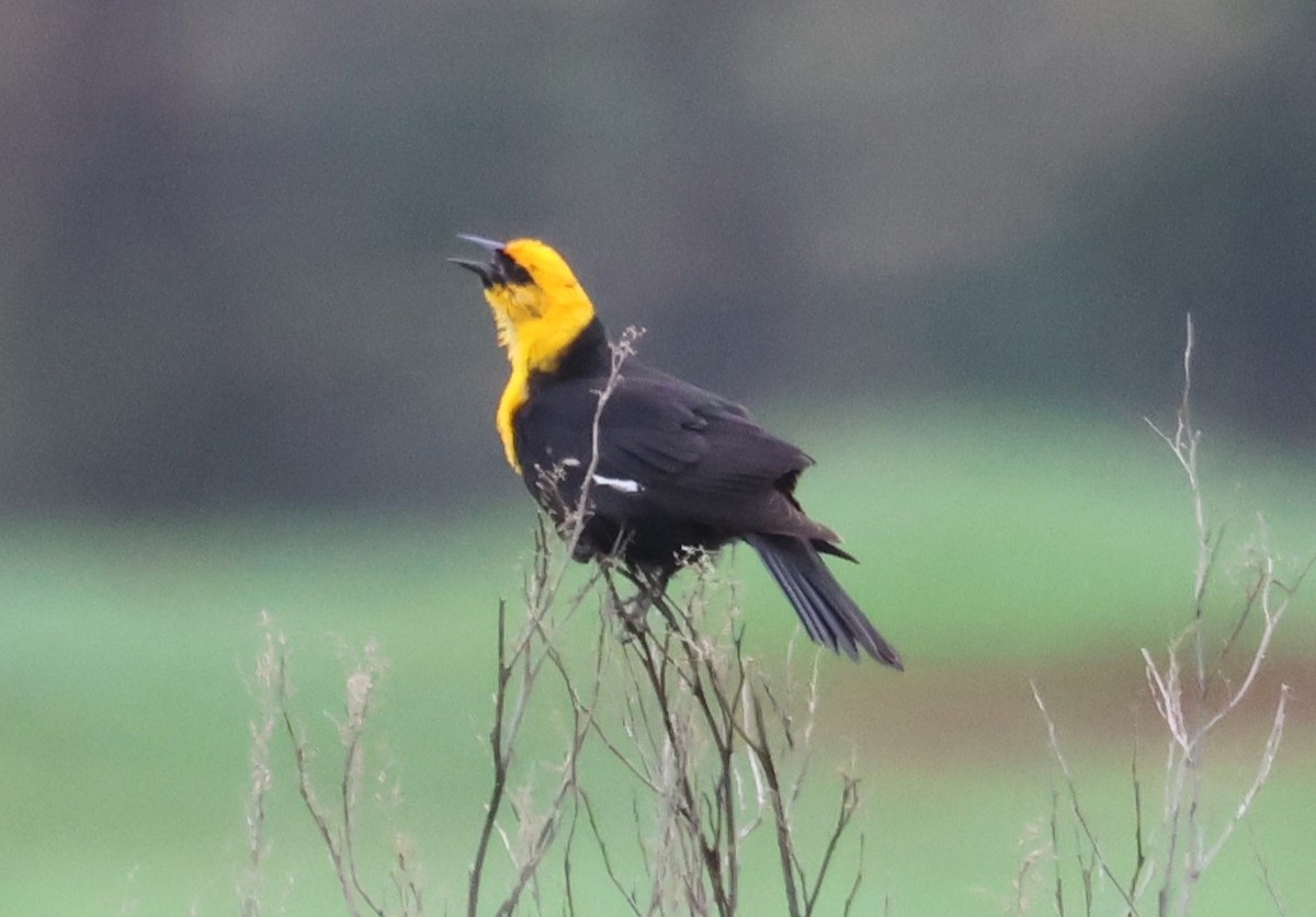 Yellow-headed Blackbird - ML618397597