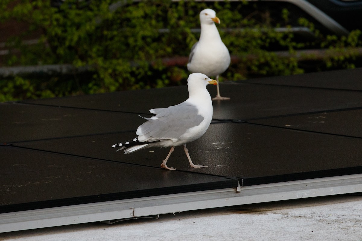 Herring Gull (European) - ML618397598