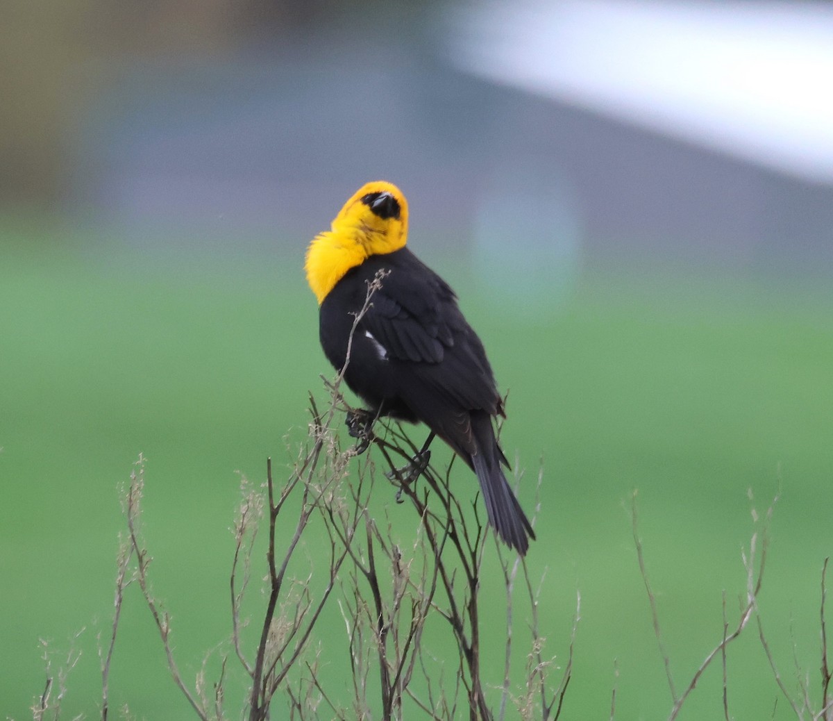Yellow-headed Blackbird - ML618397599