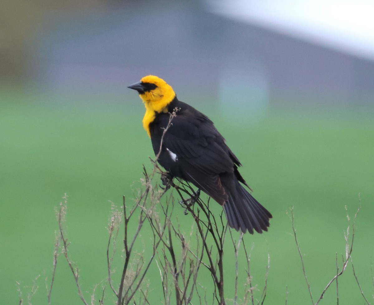 Yellow-headed Blackbird - ML618397608