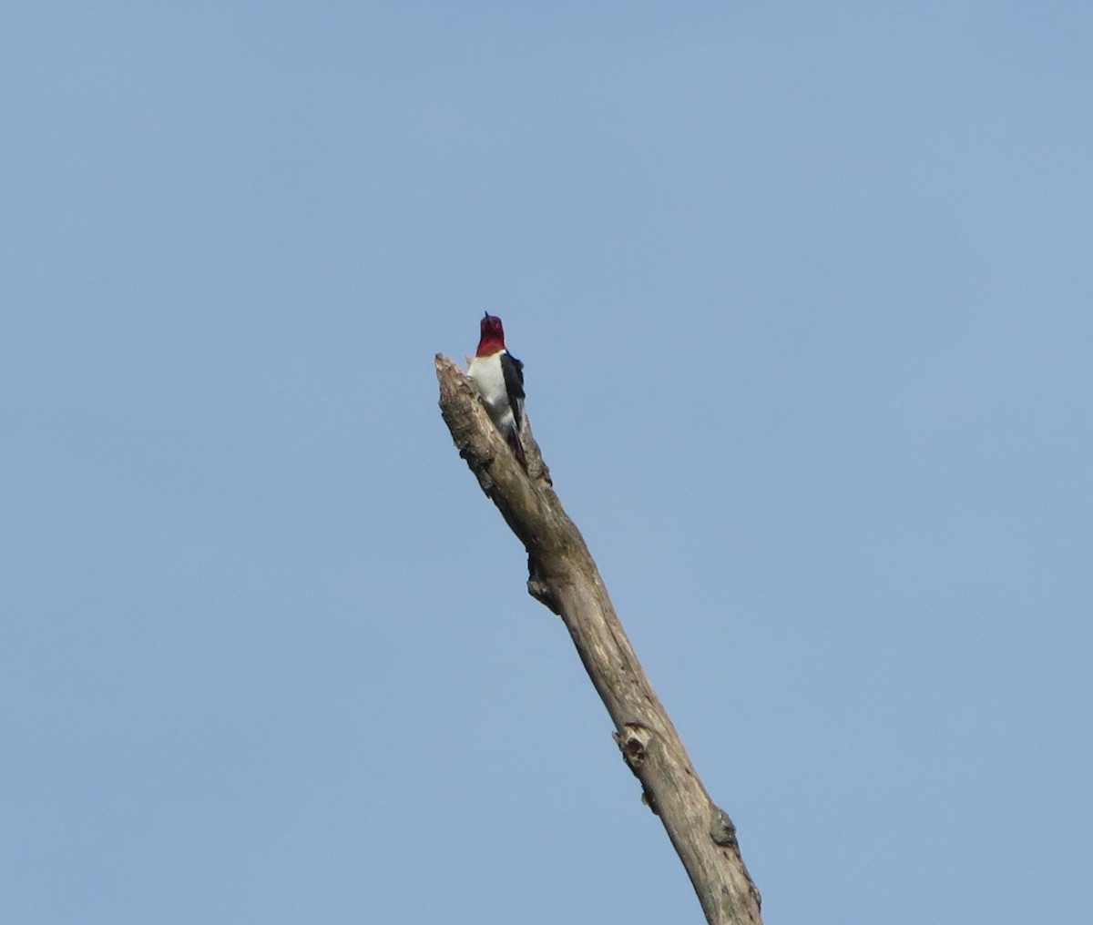 Red-headed Woodpecker - ML618397636