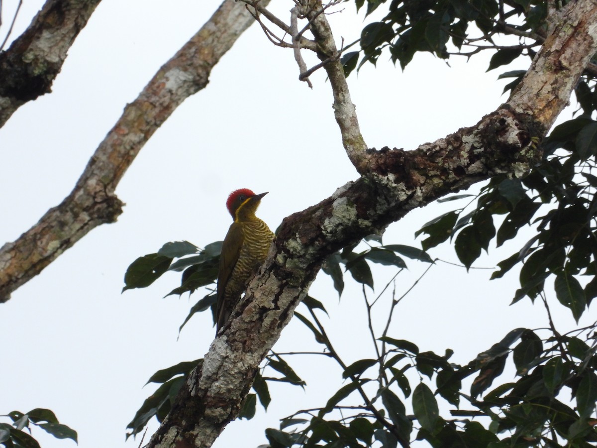 Golden-green Woodpecker - ML618397651