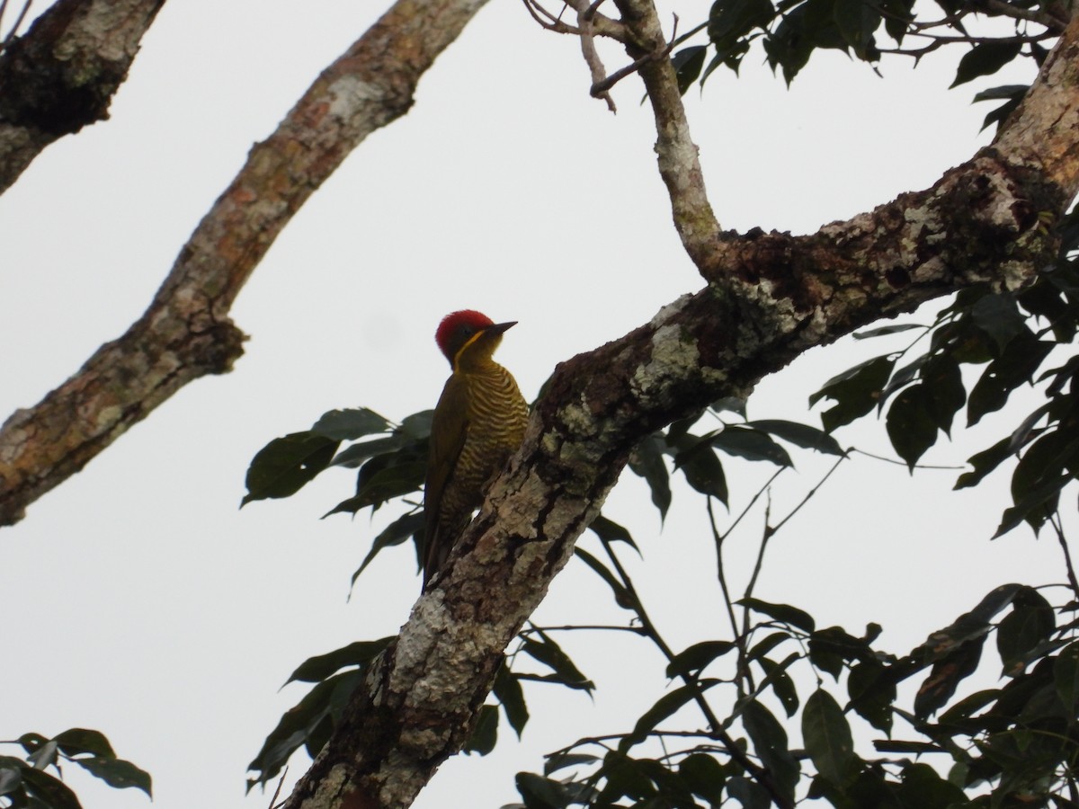 Golden-green Woodpecker - ML618397652