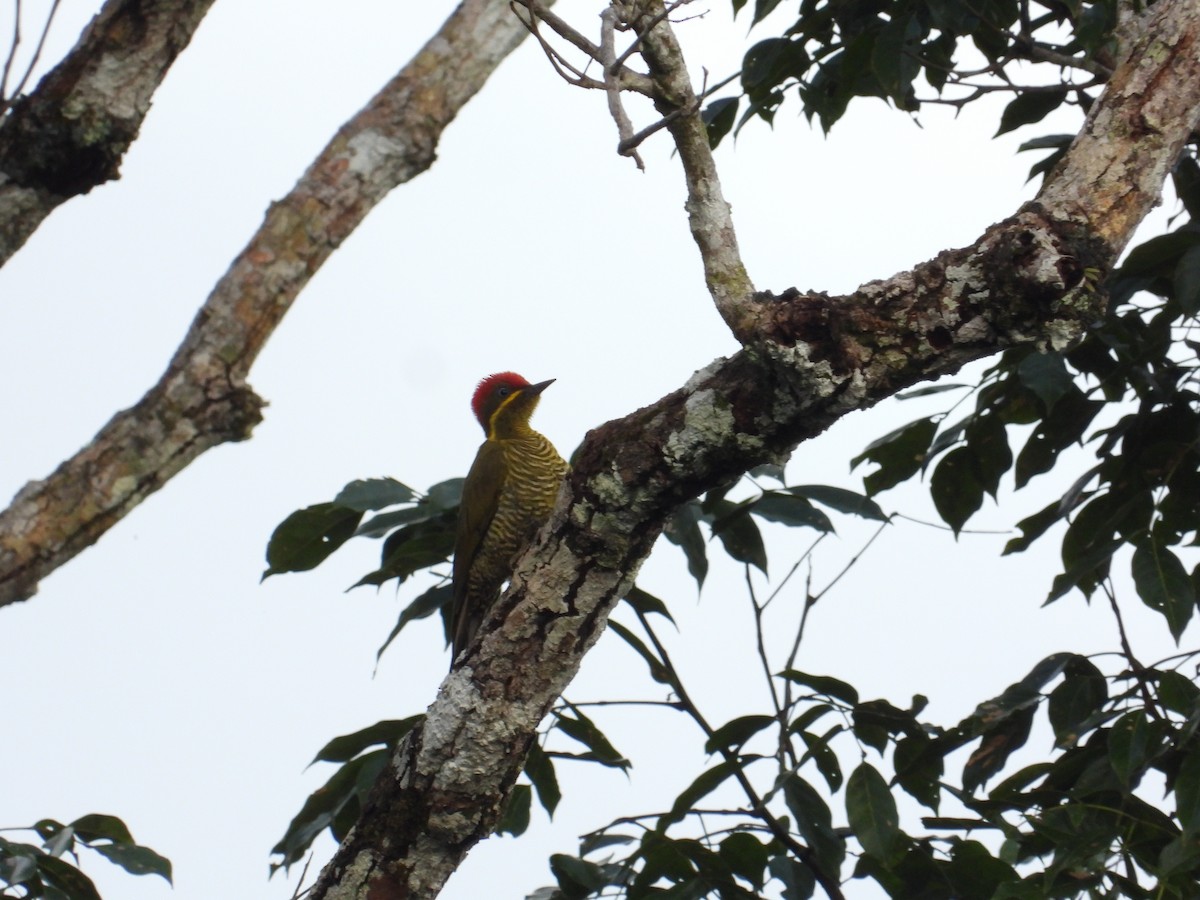 Golden-green Woodpecker - Francisco Sornoza