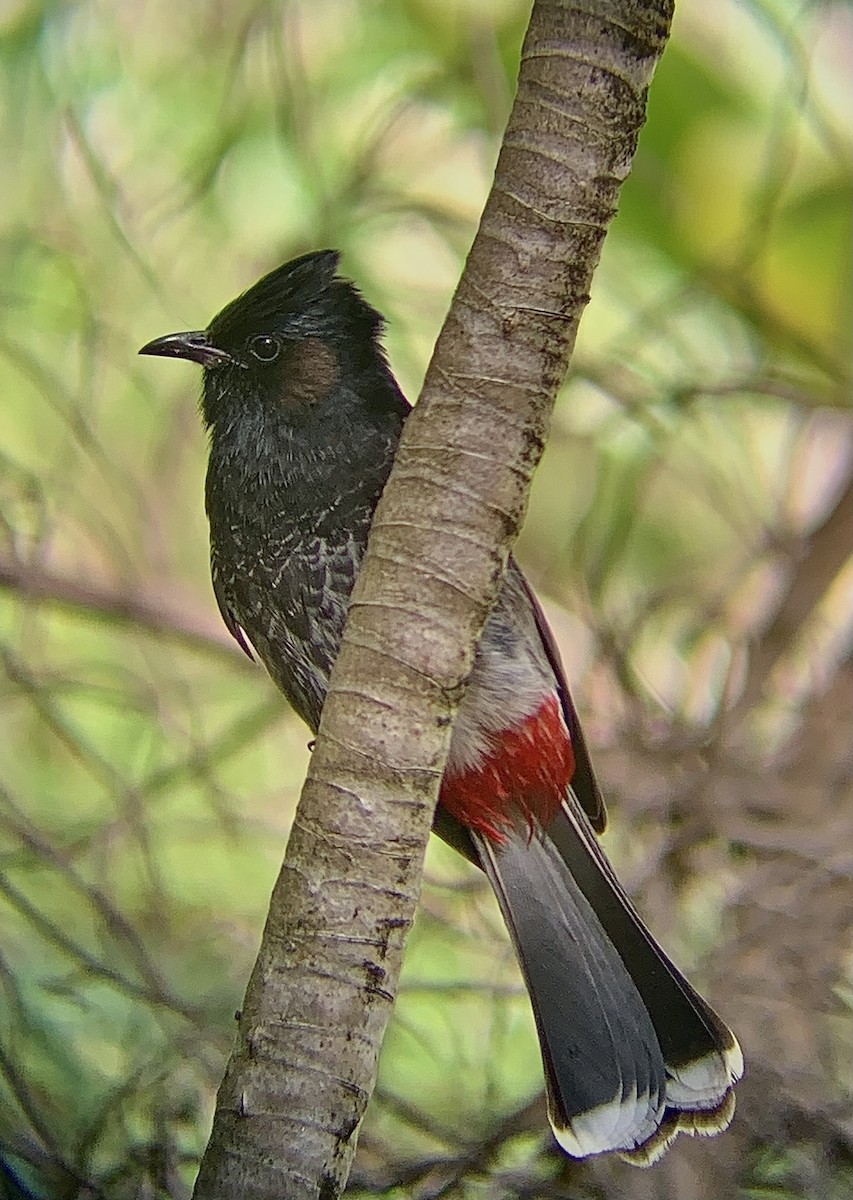 Red-vented Bulbul - ML618397660