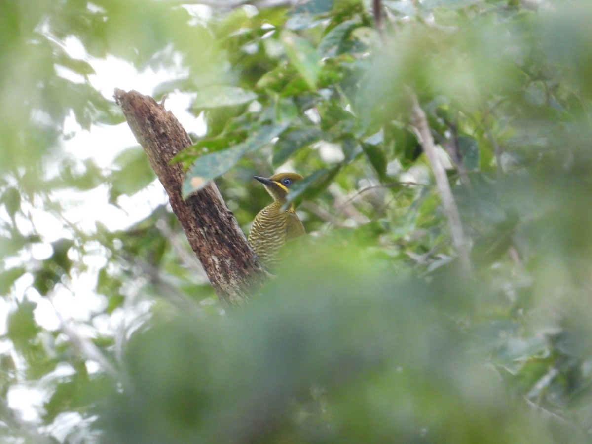 Golden-green Woodpecker - ML618397662