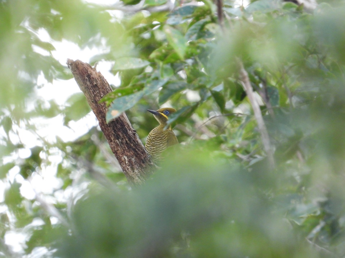 Golden-green Woodpecker - ML618397664