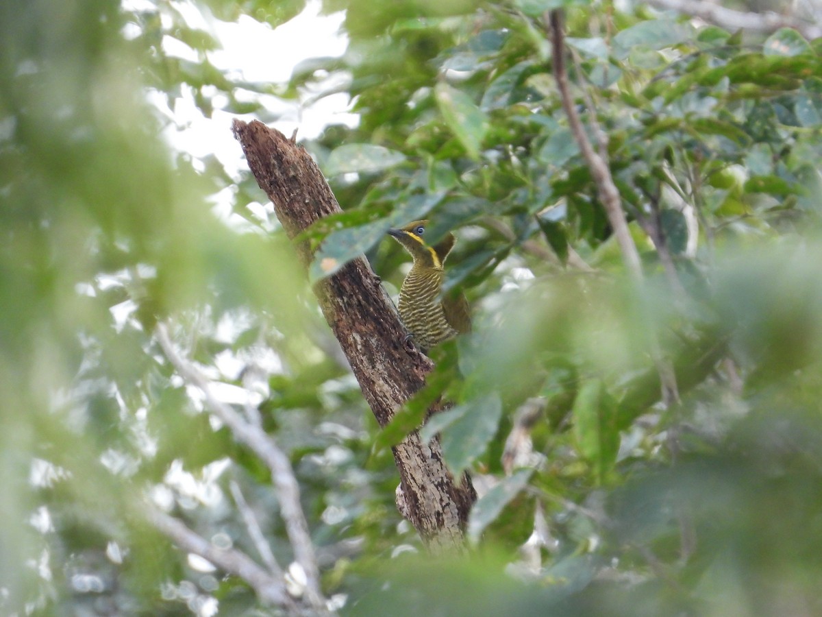 Golden-green Woodpecker - ML618397665