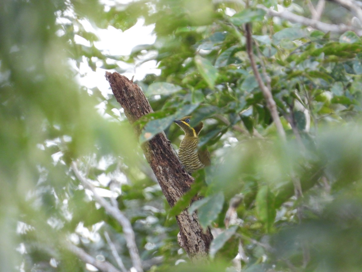 Golden-green Woodpecker - ML618397666
