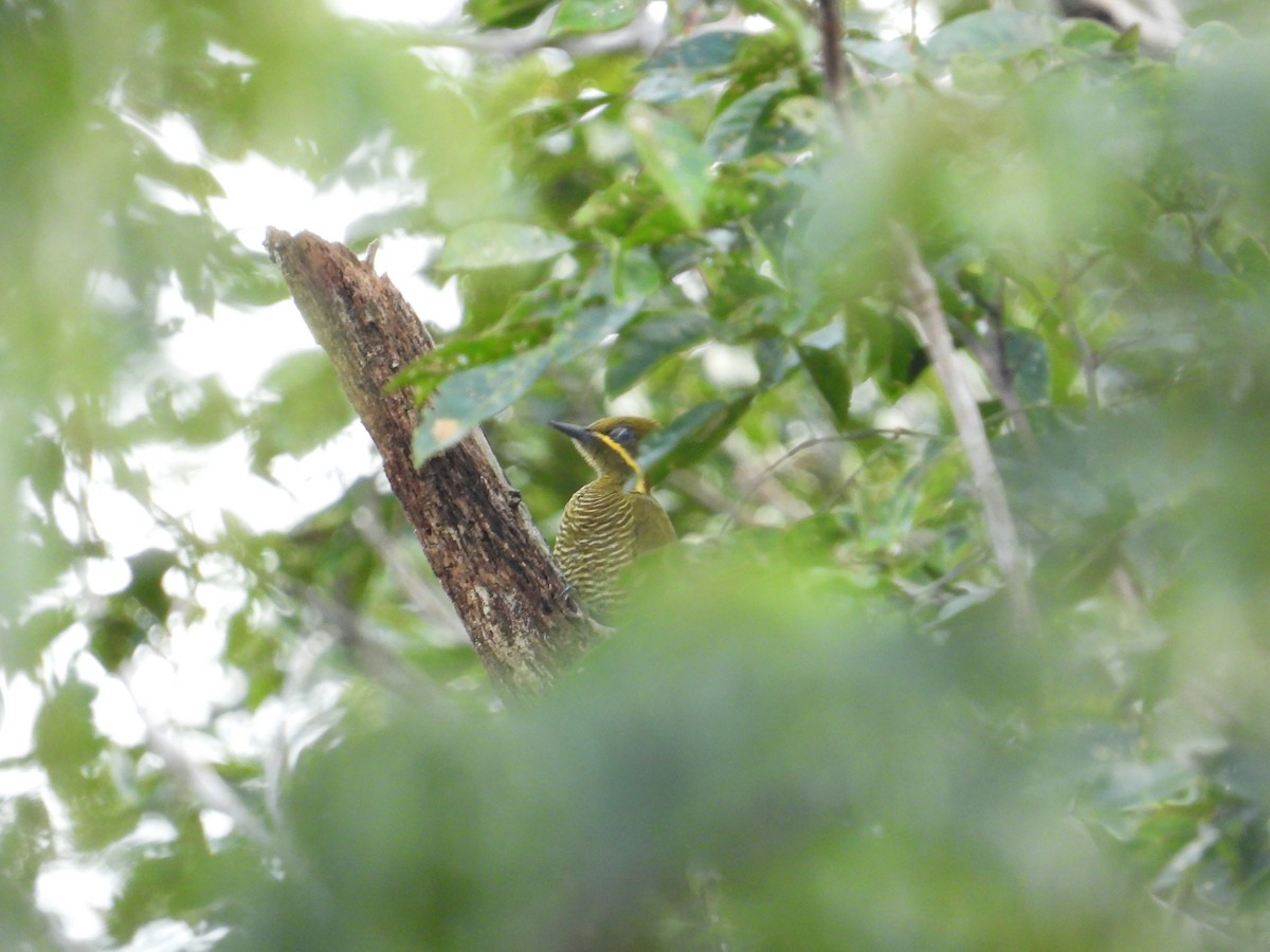 Golden-green Woodpecker - ML618397667