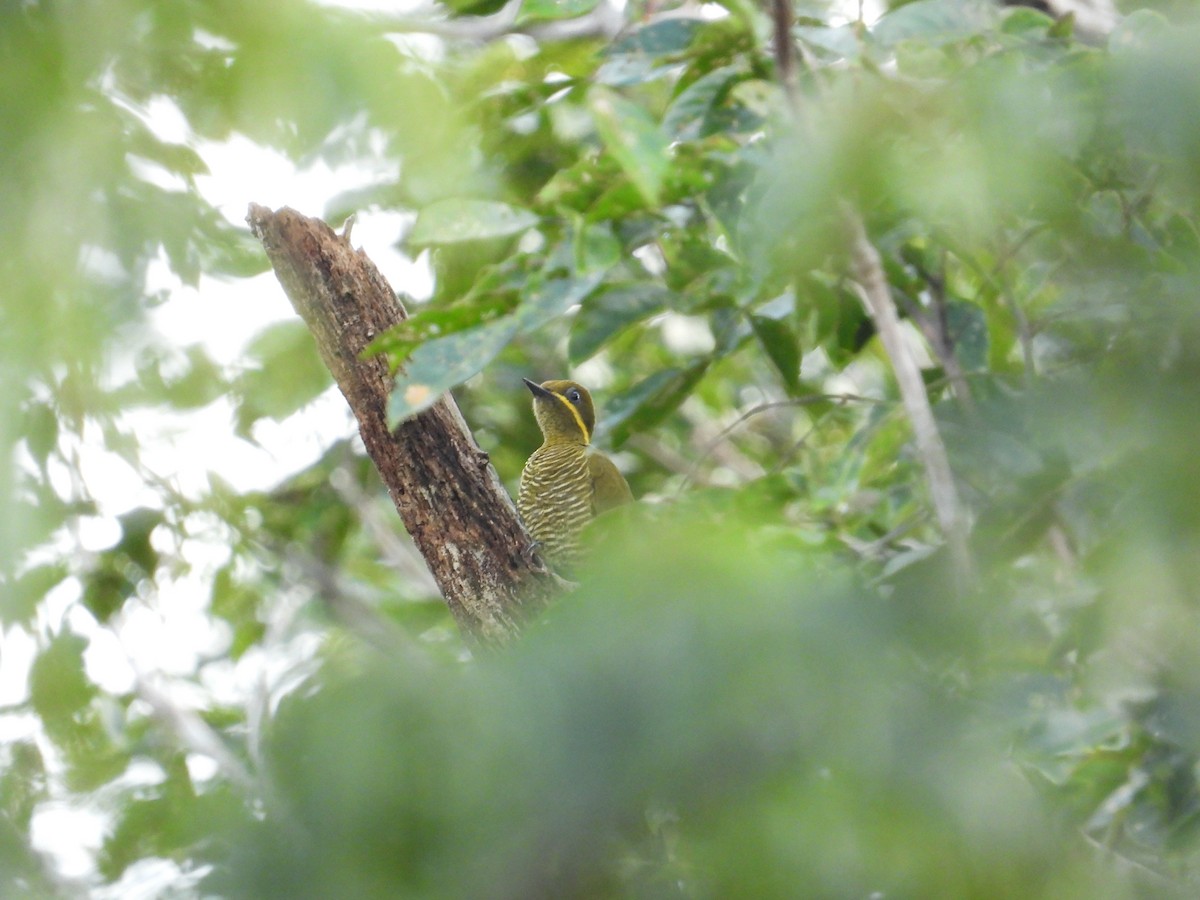 Golden-green Woodpecker - ML618397668