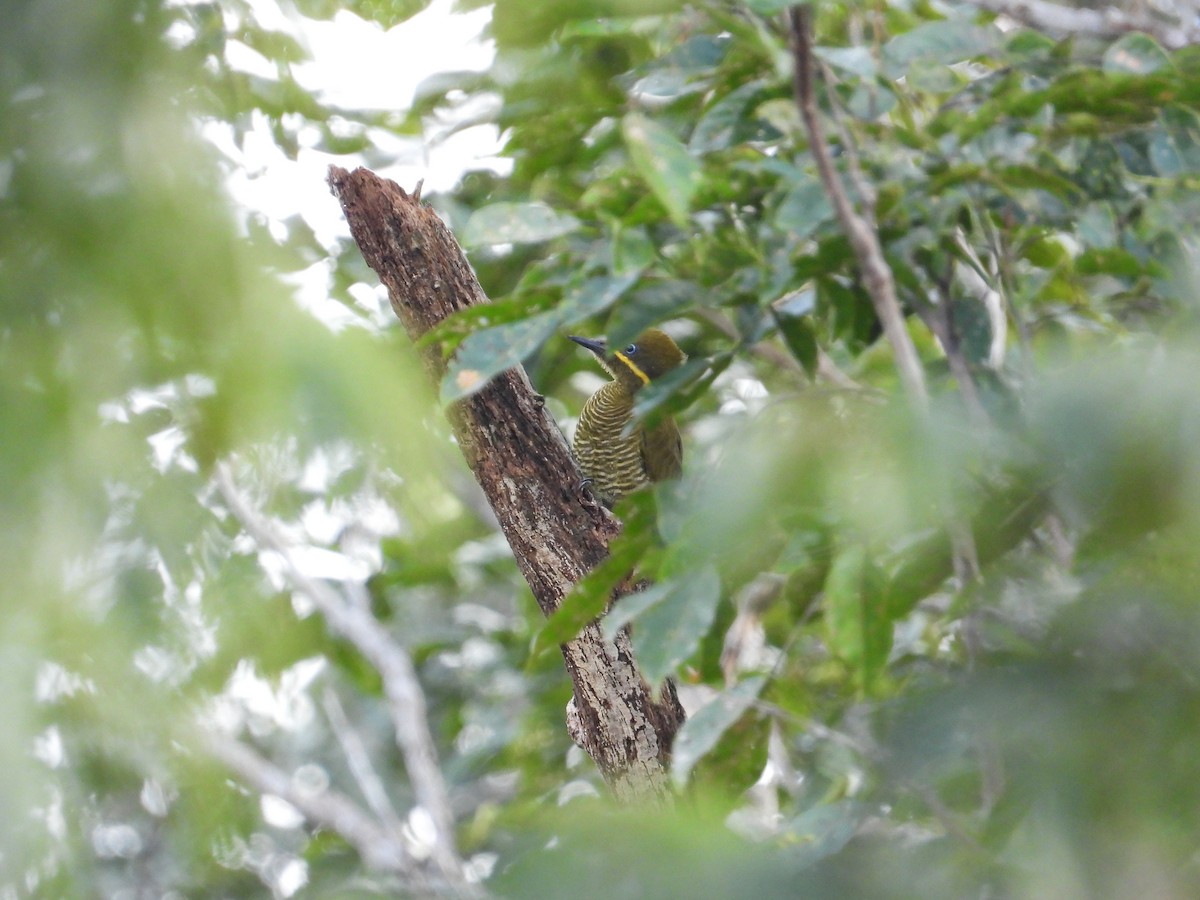 Golden-green Woodpecker - ML618397669