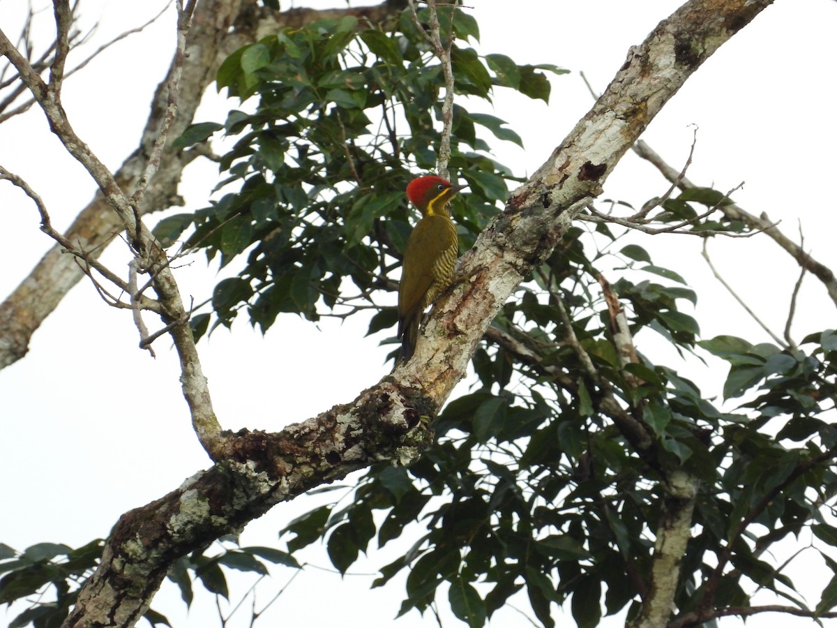 Golden-green Woodpecker - ML618397672