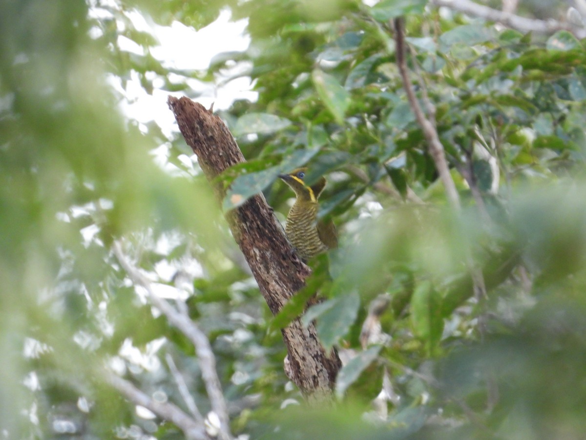 Golden-green Woodpecker - ML618397673