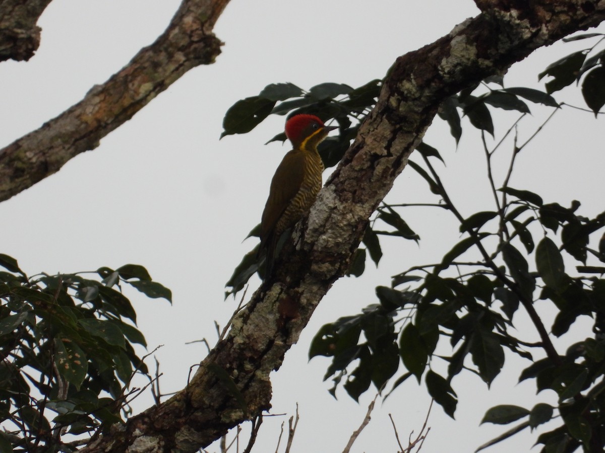 Golden-green Woodpecker - ML618397674