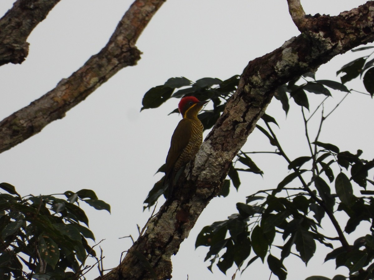 Golden-green Woodpecker - ML618397675