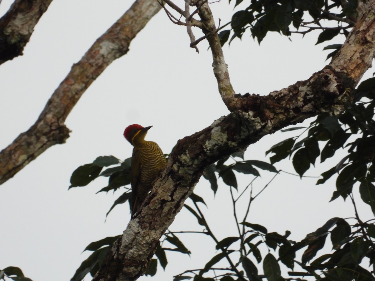 Golden-green Woodpecker - ML618397676