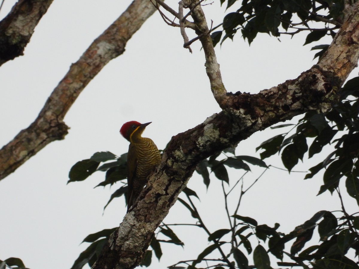 Golden-green Woodpecker - ML618397677