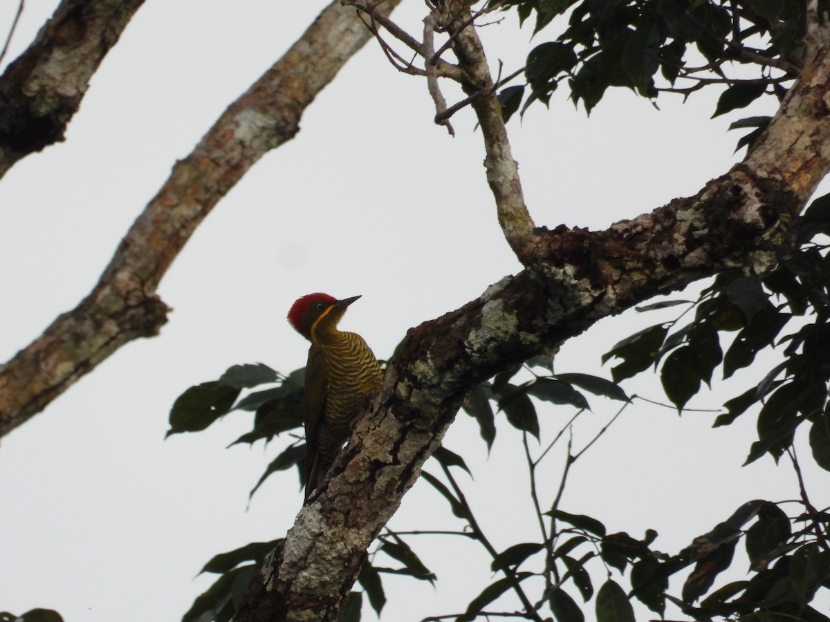 Golden-green Woodpecker - ML618397678