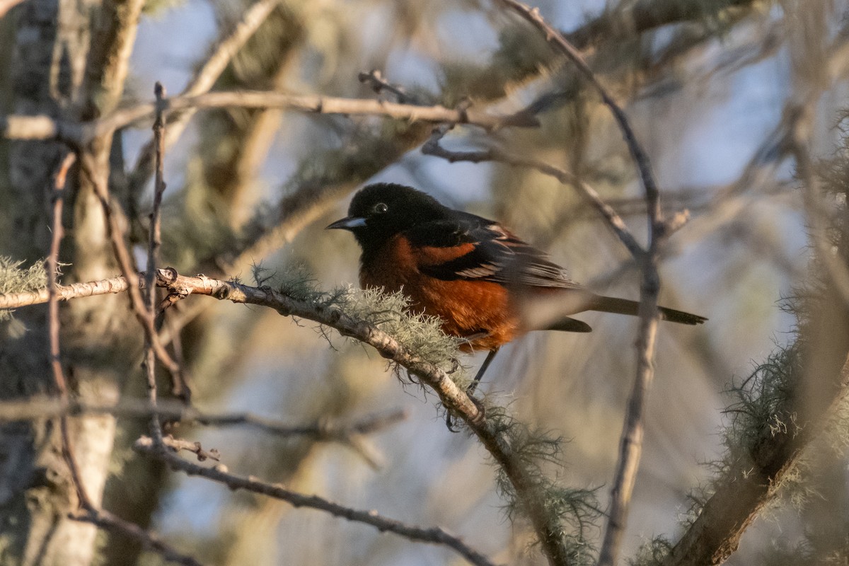 Orchard Oriole - ML618397692