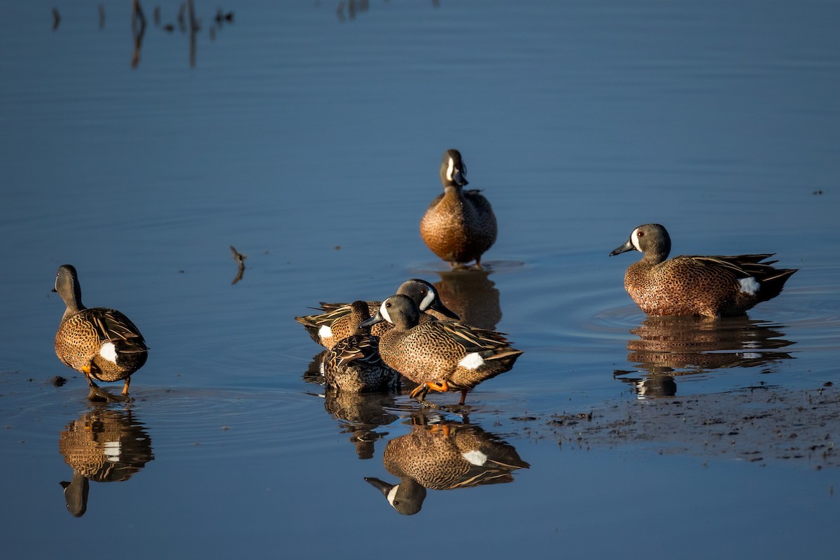 Blue-winged Teal - ML618397710