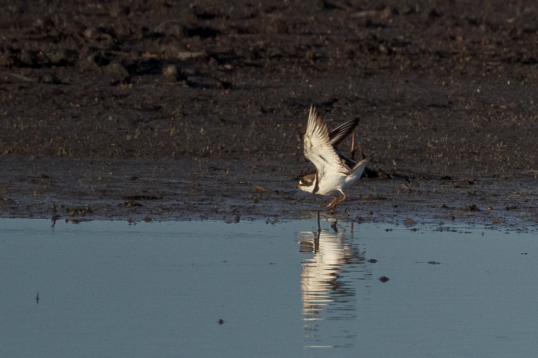 Semipalmated Plover - ML618397728