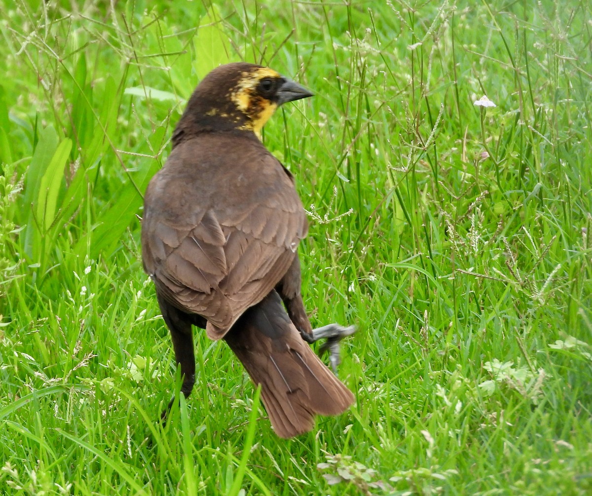 Yellow-headed Blackbird - ML618397734