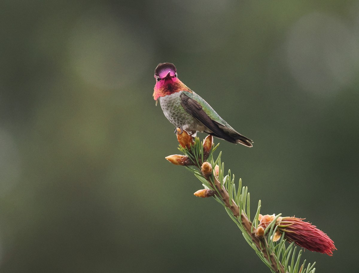 Anna's Hummingbird - ML618397769