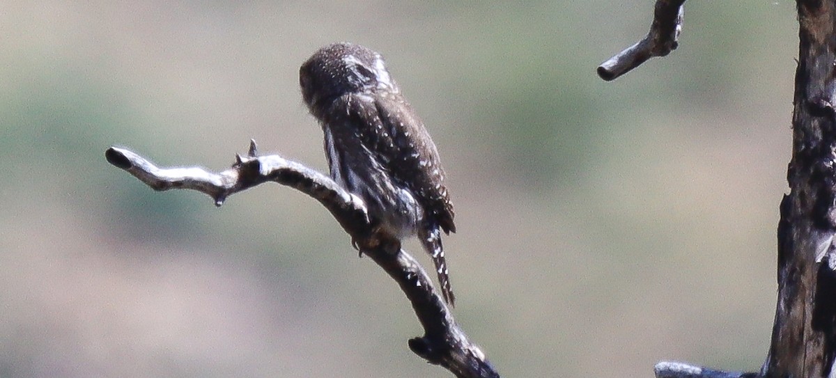 Northern Pygmy-Owl - ML618397787
