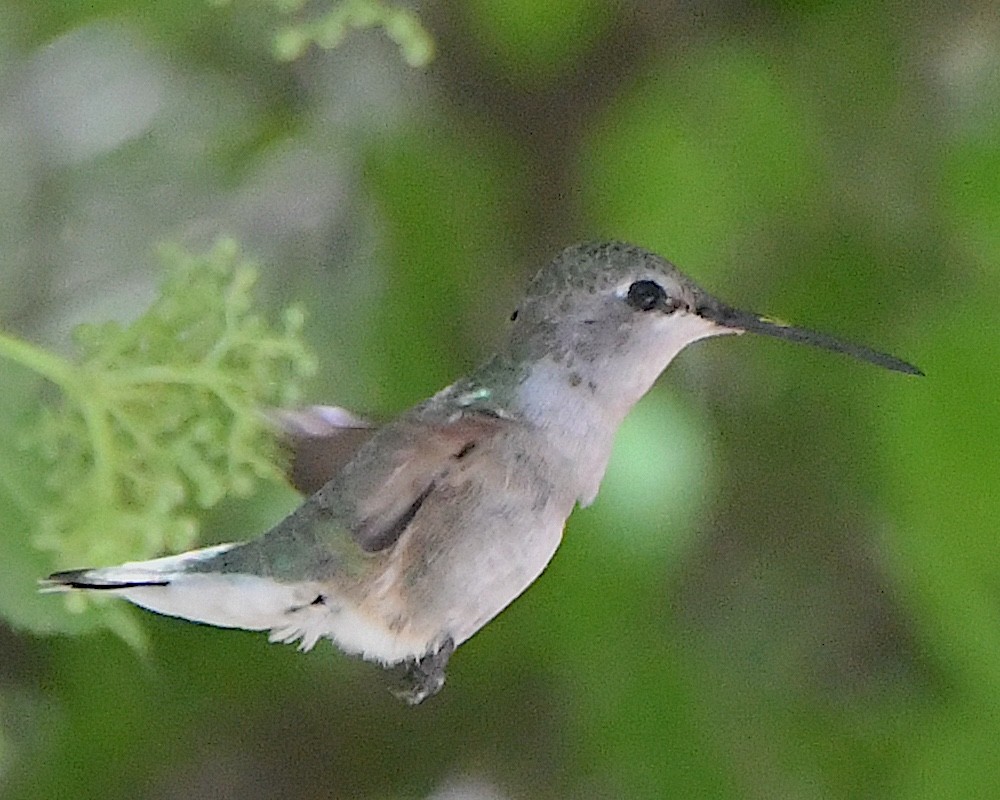 Costa's Hummingbird - ML618397792