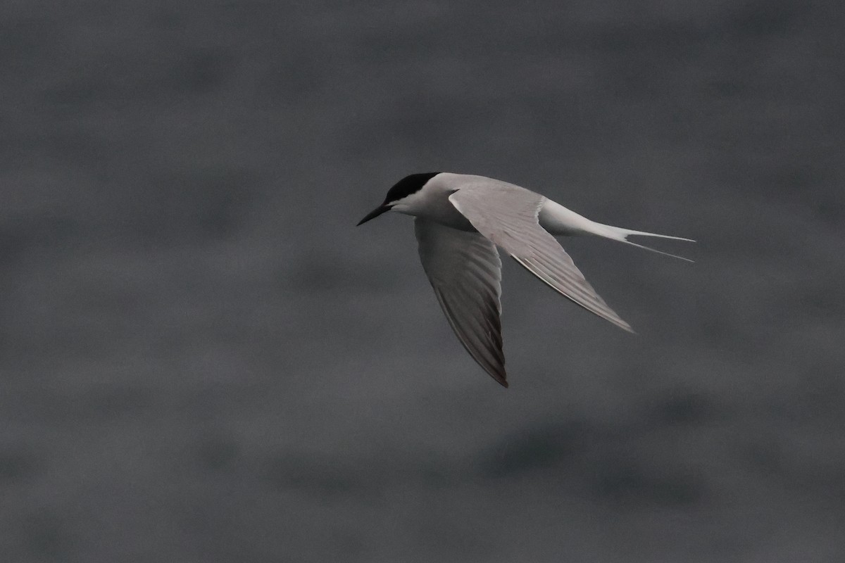 Common Tern - 羅 美玉