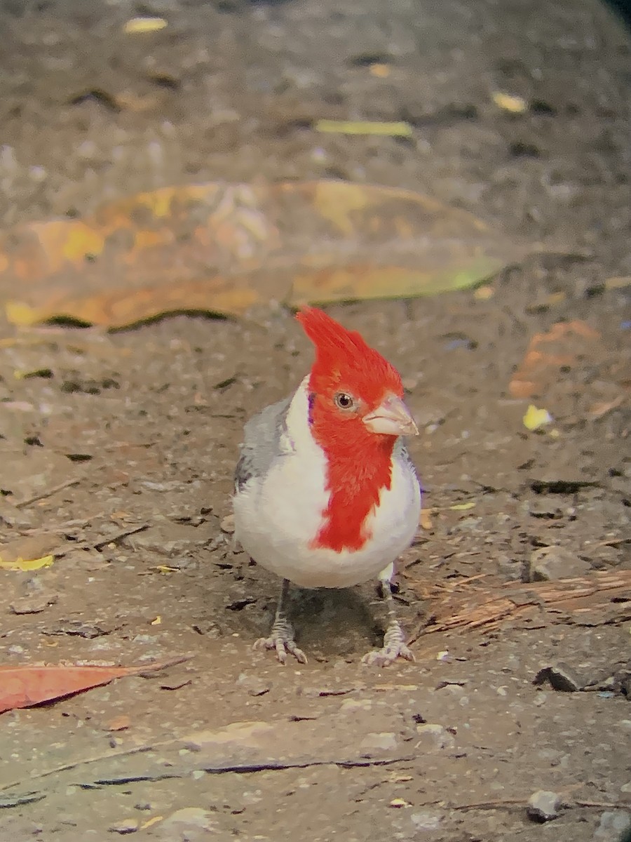 Red-crested Cardinal - ML618397805
