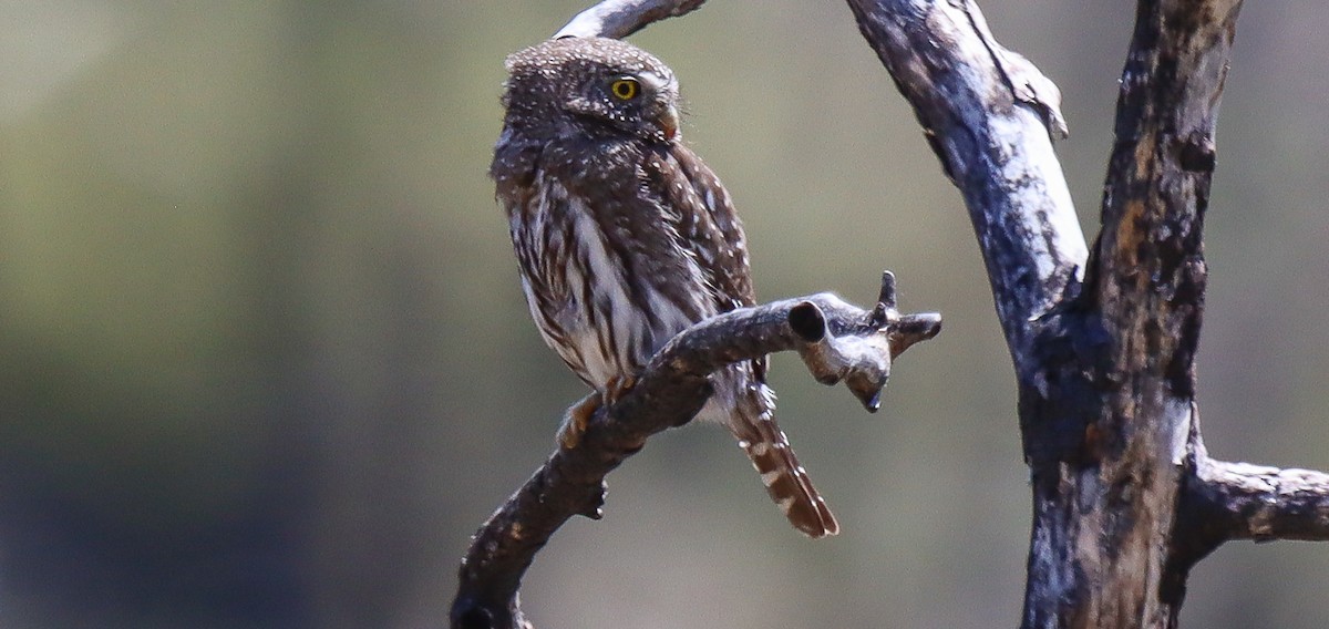 Northern Pygmy-Owl - ML618397806