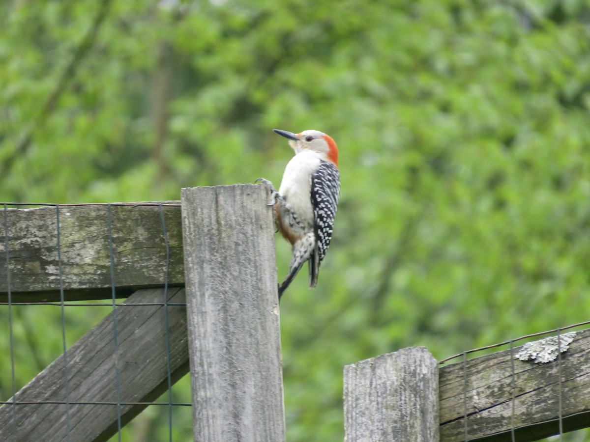 Red-bellied Woodpecker - ML618397807