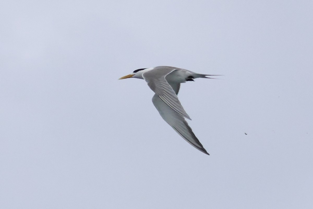 Great Crested Tern - ML618397808